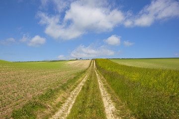 Fototapeta na wymiar extensive pea crop with farm track