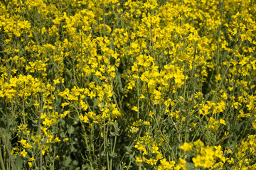 Rape field