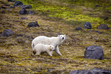 Naklejka na ściany i meble Polar Bears on Franz-Joseph Land. Female with cub