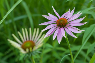 Echinacea purpurea  flower
