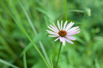 Echinacea purpurea  flower
