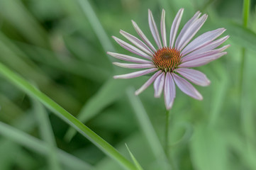 Echinacea purpurea  flower