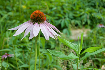 Echinacea purpurea  flower