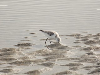 Sandpiper Digging
