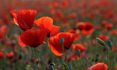 Red poppies blossom on wild field. Beautiful field red poppies with selective focus.