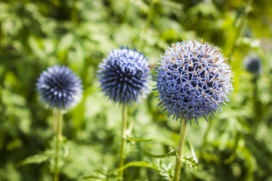 A unique looking plant that blooms into a ball that acts as a magnet to bees and butterflies.