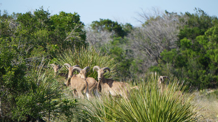 Aoudad Portrait