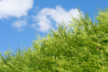 Lebensbaum, Thuja, Hecke