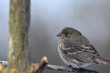 sparrow