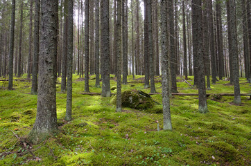 Green moss grows in spruce forest. Finland.