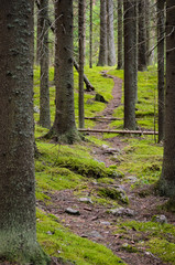 Footpath in spruce forest. - 162770478