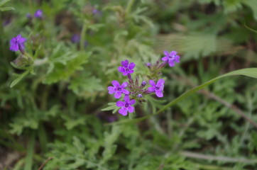 The violet flower