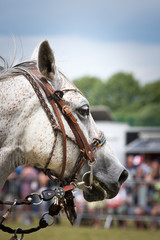 Biały koń © Mariusz Stoszewski