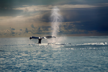 Naklejka premium Wieloryby na Pacyfiku