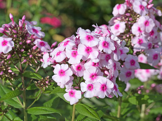 Phlox, Flammenblume