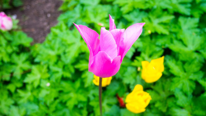 Obraz na płótnie Canvas Tulips, Howick Hall