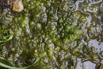 Background with green bubbles