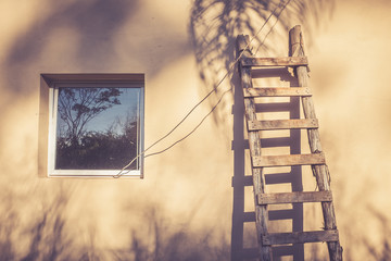 Shadow Coconut in the ladder sunset