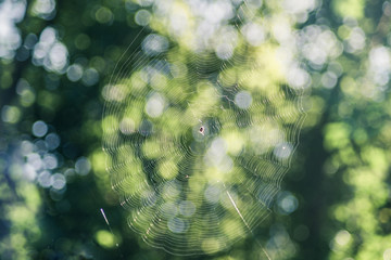 cobweb