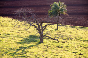 dry tree 