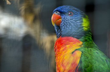 Portrait of a Rainbow Lorikeet