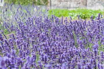 Obraz premium Lavendar plants