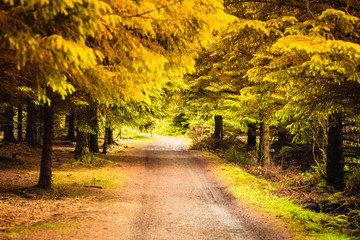 Naklejka premium Beautiful gold green autumnal forest