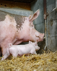 Schweinestall mit Stroheinstreu,  Sau mit Ferkel säuft am Tränkenippel