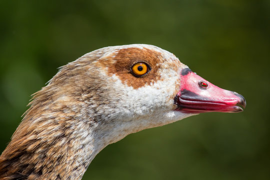 Close up of goose head. Beautiful egyptian goose face.