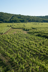 Fototapeta na wymiar View of the vineyards of Vrbnik, Krk Island