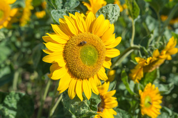 Fototapeta premium Blüte der Sonnenblume