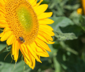 Nahaufnahme der Sonnenblume mit Biene