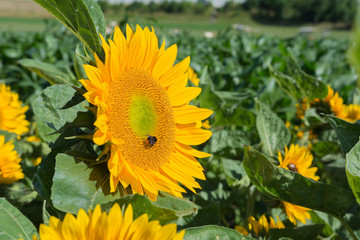 Sonnenblume