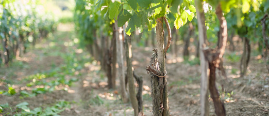 View of the vineyards of Vrbnik, Krk Island