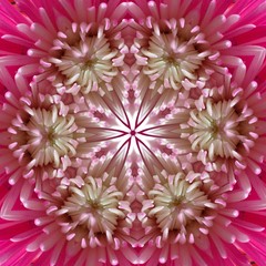 kaleidoscope pattern from pink and white chrysanthemums