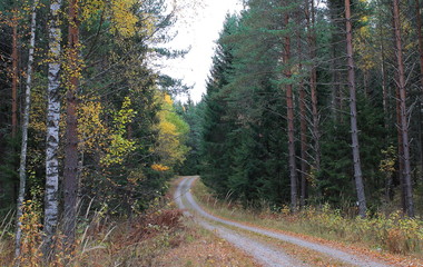 Obraz premium A small road in Bergslagen forest in the middle of Sweden