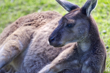 Fototapeta premium Wallaby Lying Down