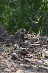 Reptile