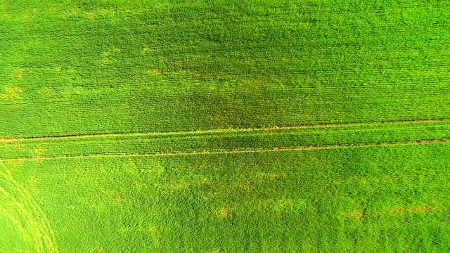 Aerial view top. Flight over the field of green wheat on a bright sunny day.