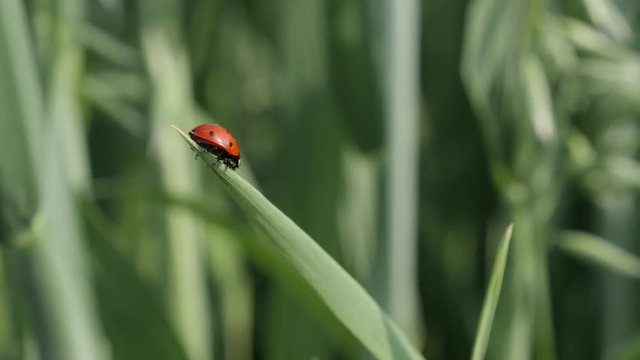 Red Coccinellidae beetle close-up 4K 2160p 30fps UltraHD footage - Ladybird on the grass shallow DOF 3840X2160 UHD video