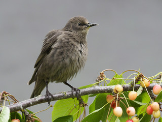 Starling, Sturnus vulgaris,