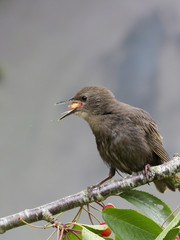 Starling, Sturnus vulgaris,