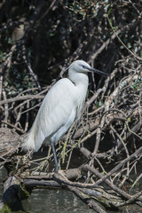 White egret standing on a branch