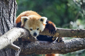Fototapeta premium Red Panda in Tree