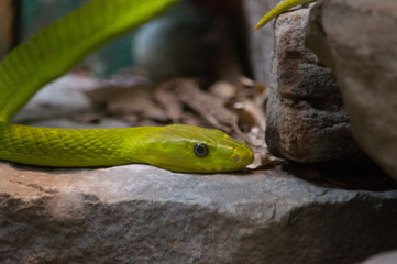 Close up of a green snake