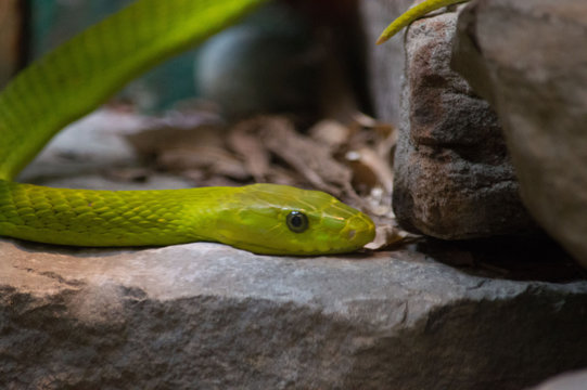 Close up of a green snake