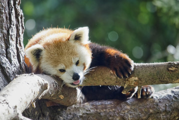 Red Panda in Tree