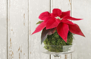 Fototapeta na wymiar How to make christmas table decoration with red poinsettia flower and moss ball