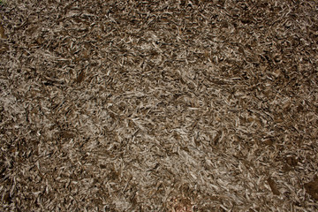 Muster aus getrockneten Algen