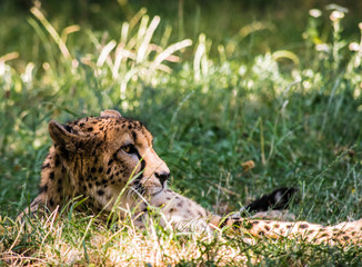 Cheetah in the grass